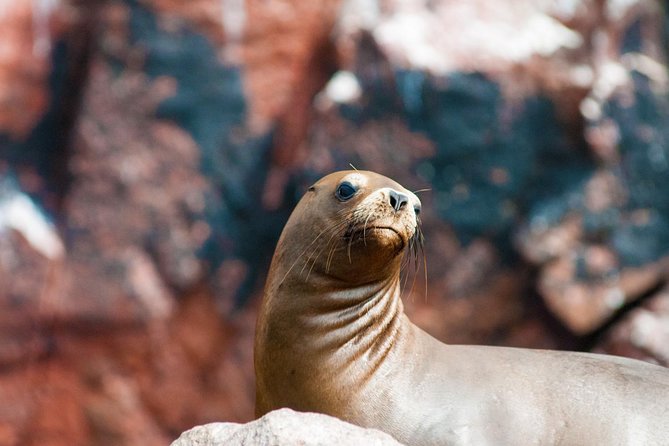 Ballestas Islands Group Tour From San Martin Port - Common Questions