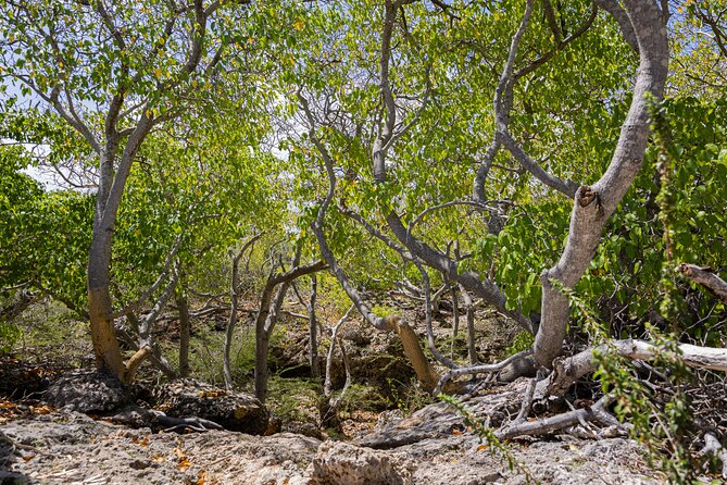 Bandabou Sights Curacao; UTV/Buggy All Inclusive Semi Private Tour - Booking and Availability