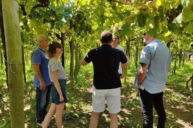 Basque Country Wine and Cheese Tasting Tour From San Sebastián  - San Sebastian - Traveler Reviews and Ratings