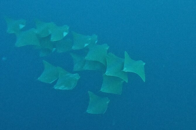 Beginner Scuba Diving Experience in Cabo San Lucas - Common Questions About Scuba Diving in Cabo San Lucas