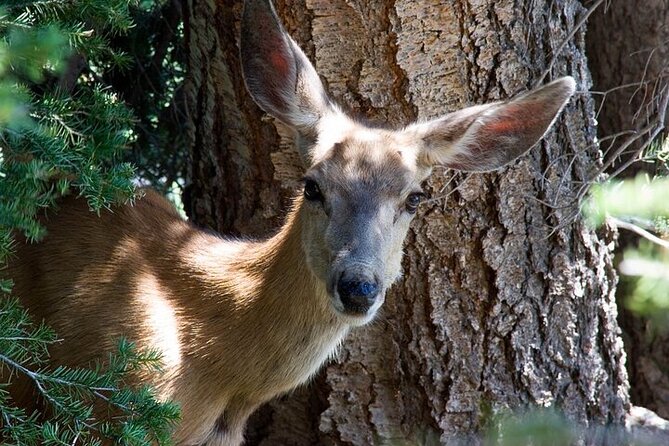 Best Of Yellowstone Full Day Natl Park Tour From Bozeman - Tour Highlights