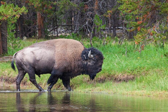 Best of Yellowstone Natl Park Tour From Paradise Valley - Directions