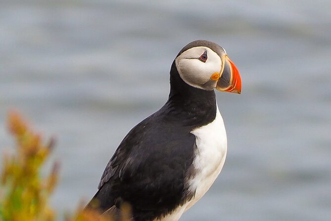 Big Whales & Puffins RIB Boat Tour From Húsavík - Directions