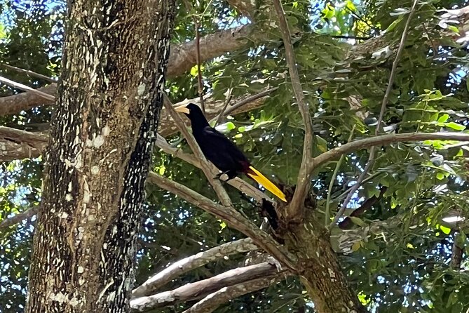 Bird Watching Tours - Lowest Price Guarantee