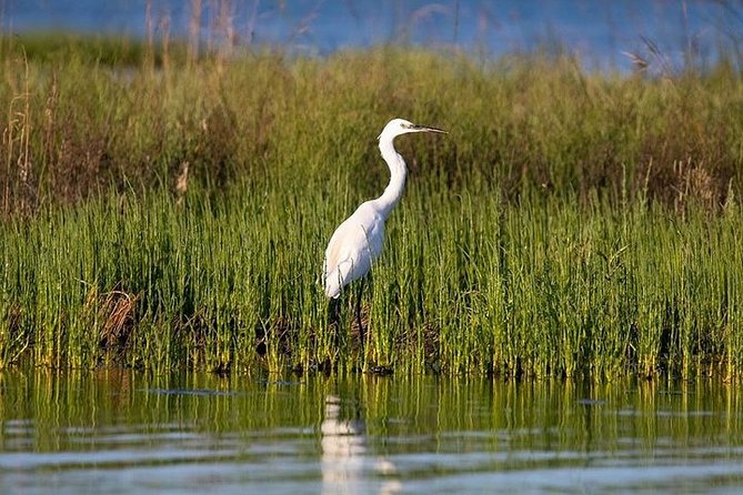 Birdwatching by Boat in a Small Group in the Pialassa Baiona - Additional Information and Cancellation Policy