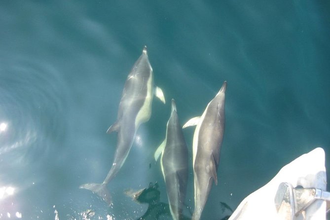 Blasket Islands Wildlife Boat Tour From Dingle - Common Questions