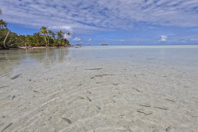 Blue Lagoon - PRIVATE ISLAND -Pink Sand Beach and Wildlife Reserve - Other Reviews: Good Day Out and Shark Spotting