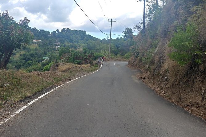 Blue Mountains Coffee Private Tour From Kingston - Pricing and Reviews