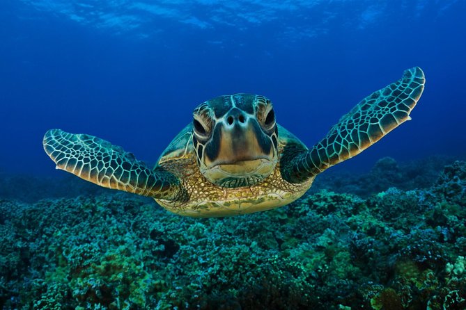 Boat Trip to Dalyan- Caunos, Turtle Beach Includes Mud Bath From Marmaris - Inclusions and Extras