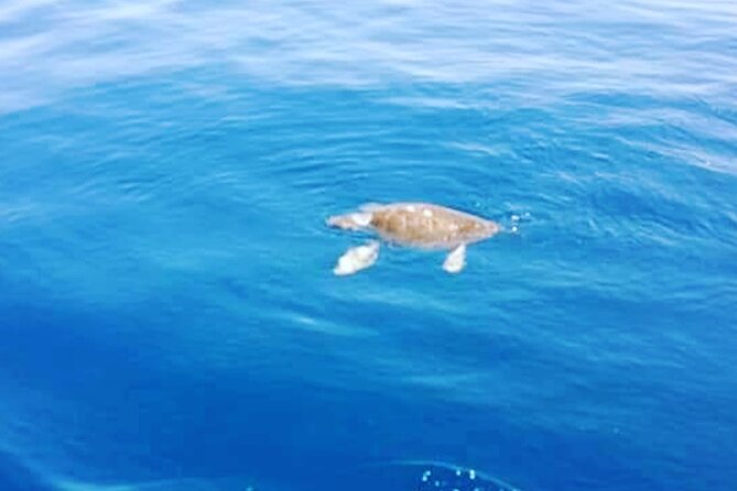 Boat Trips With Zorro - Questions and Help Center