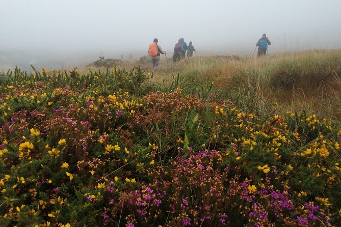 Bog Safari Hike - Background