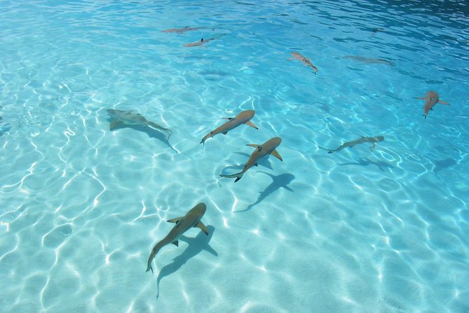 Bora Bora Eco Snorkel Cruise Including Snorkeling With Sharks and Stingrays - Traveler Photos and Reviews
