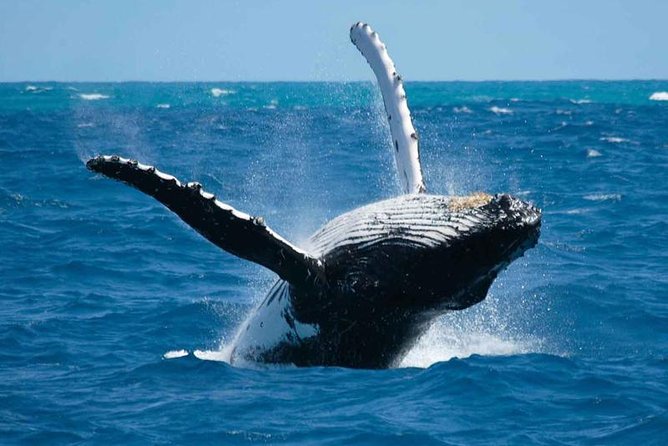 Bora Bora Private Half-Day Whale-Watching Tour - Additional Information
