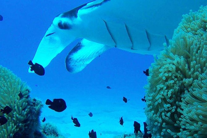 Bora Bora Private Lagoon Tours - Snorkeling and Marine Life