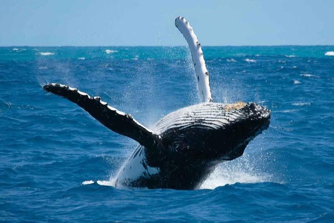Bora Bora Whale Watching - What to Expect
