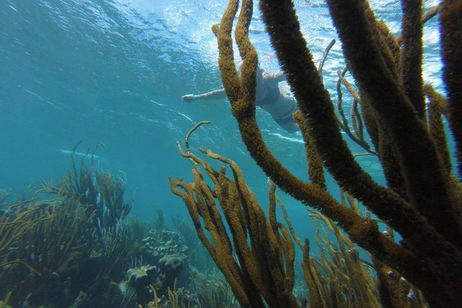 Buccoo Reef and Nylon Pool Adventure - Directions to Buccoo Reef and Nylon Pool Adventure