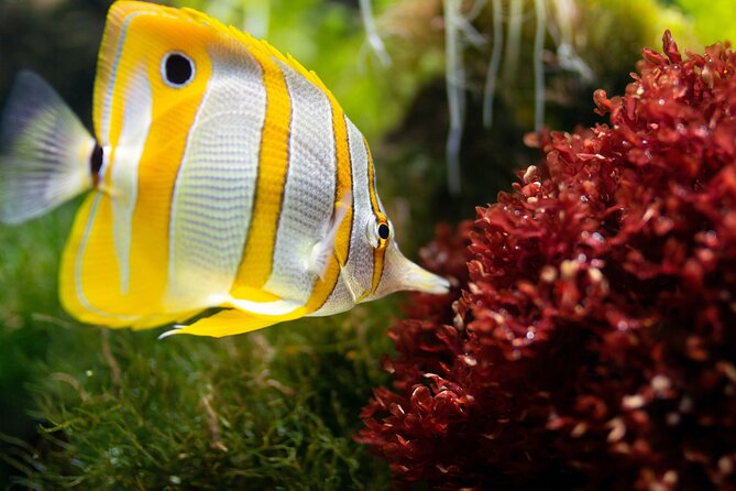 Burj Khalifa and Dubai Aquarium Combo Admission Ticket - Directions and Additional Details