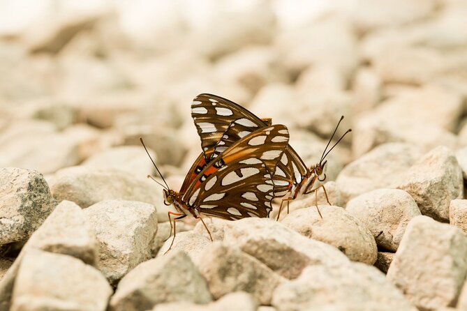 Butterfly Sanctuary Guided Tour in Puerto Vallarta - Directions