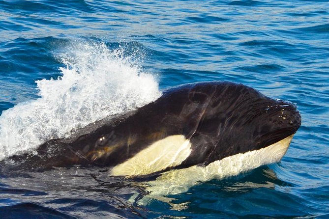 Cabo Group Whale Watching Tour - Incl FREE Photos & Whale Sightings Guarantee - Additional Information and Cancellation Policy
