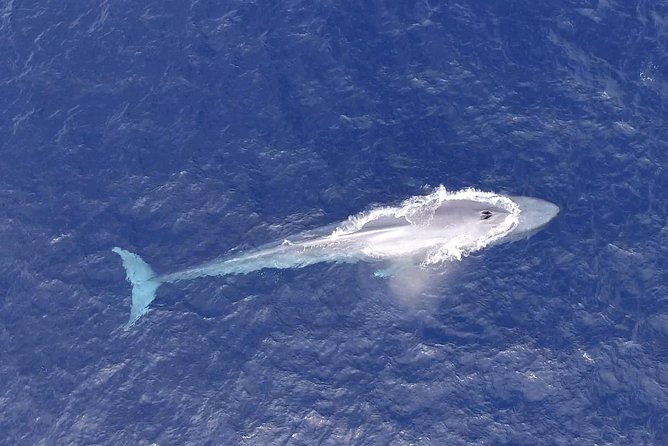 Cabo Private Whale Watching Tour - Incl FREE Photos & Whale Sightings Guarantee - Cancellation Policy