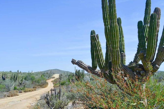 Cabo San Lucas Private Full-Day Sightseeing Jeep Tour - Todos Santos