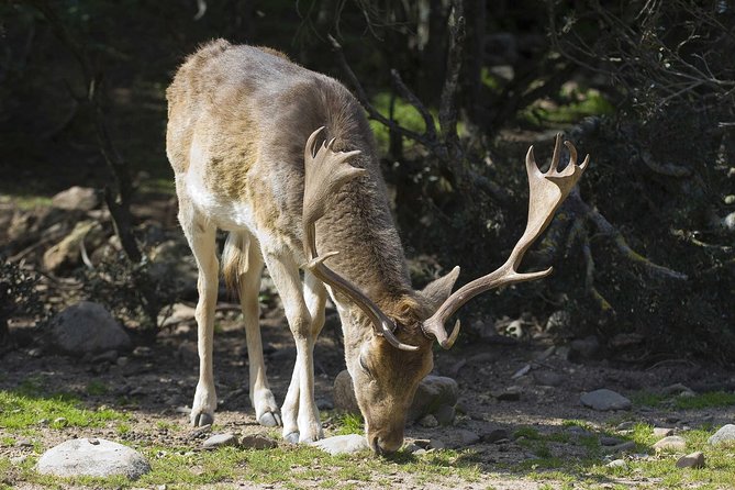 Cagliari: Is Cannoneris Nature Reserve Jeep and Walking Private Tour From Chia - The Sum Up
