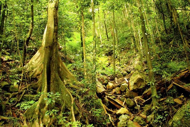 Cairns 4WD Rainforest Waterfall Tour Including a GBR Island Tour - Additional Information