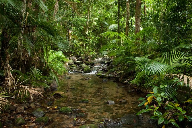 Cairns Reef/Rainforest : Daintree Rainforest & Great Barrier Reef - Cruise Around the Great Barrier Reef