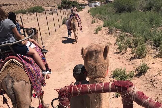 Camel Safari - Camel Ride and Zoo Tour - Unforgettable Camel Ride Experience