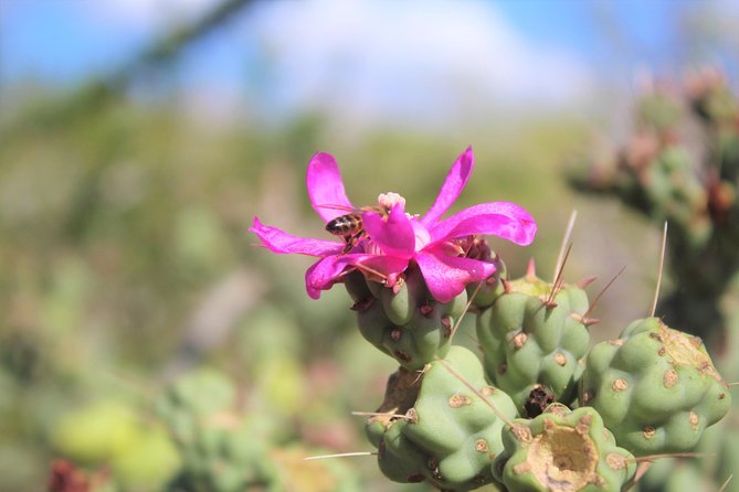 Candelaria Village Desert & Beach ATV Tour - Additional Information and Recommendations