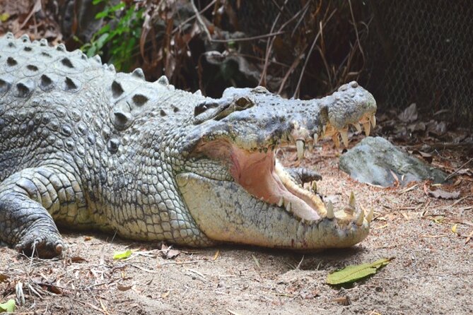 Cape Tribulation and Daintree Wilderness Day Tour in Cairns - The Sum Up
