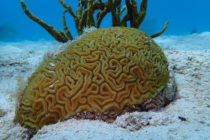 Certified Guided Reef Dive in St Thomas - Dive Master and Equipment