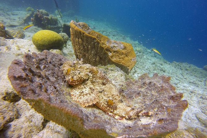 Certified Scuba Diving in Curacao - Additional Information and Requirements