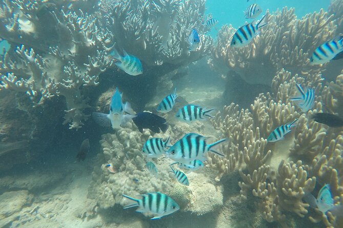 Cham Islands Snorkeling Tour by Speedboat From Da Nang - Cancellation Policy