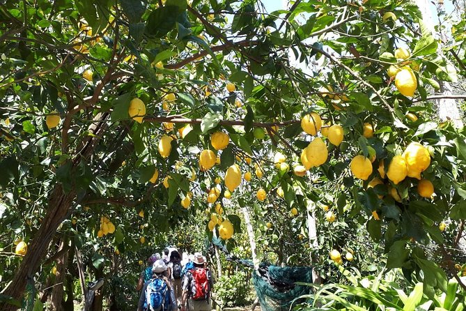 CHEESE, WINE OIL and LEMON TOUR Food and Walking in Sorrento - Review Highlights From Viator Travelers