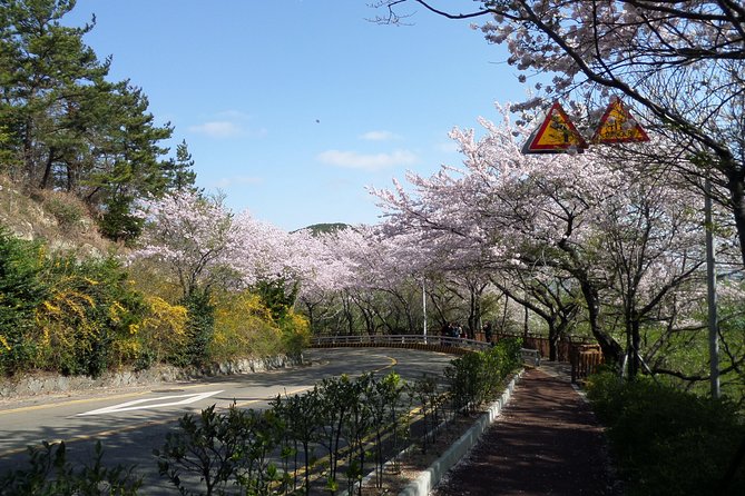 Cherry Blossom Tour in Busan and Jinhae From Busan - Additional Activities and Attractions