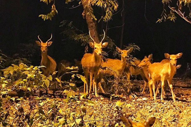Chiang Mai Night Safari Including Round-Trip Transfer - Directions