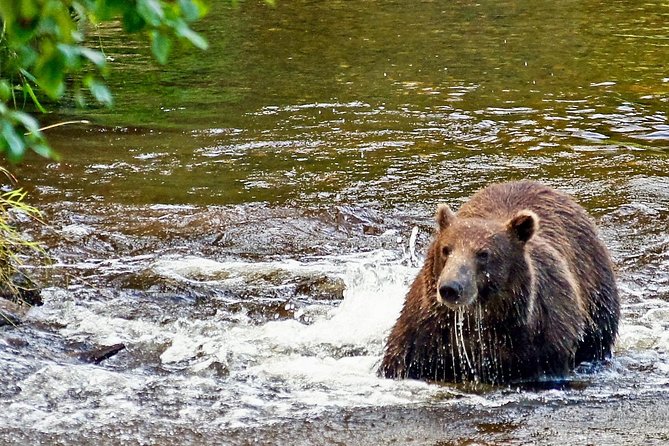 Chichagof Island Tour: Brown Bear Search - Additional Information for the Tour