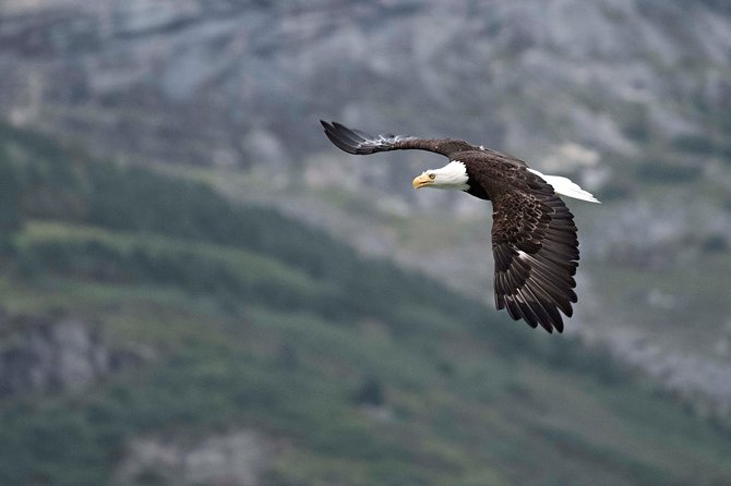 Chilkoot Wilderness and Wildlife Viewing (2.5 Hrs in Haines) - Common Questions
