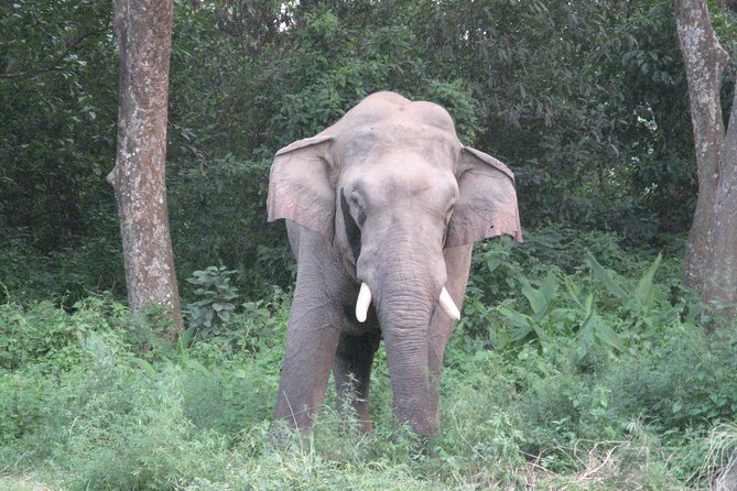 Chitwan Mission Big Cat 4-Day Package  - Sauraha - Directions