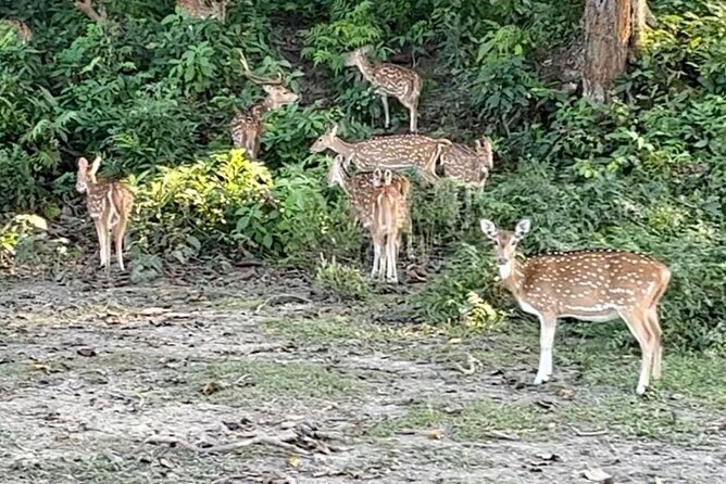 Chitwan National Park Unique Activities From Untouched Side Madi - The Sum Up