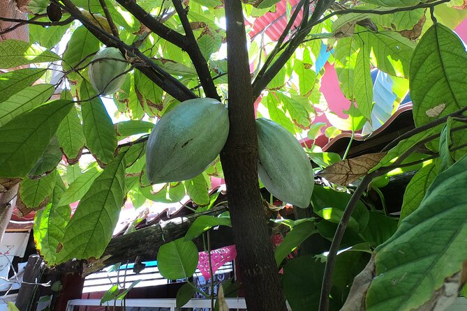 Chocolate Factory, Mayan Culture, Flavored Tequila & Tacos. - Common Questions
