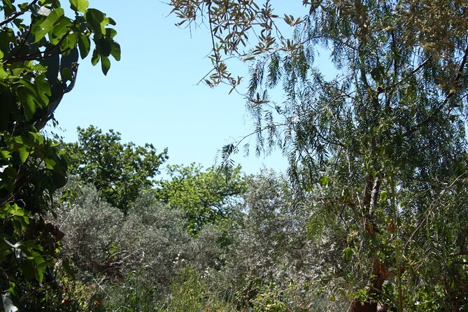 Cooking Class in the Countryside With Simona - Traveler Reviews and Ratings