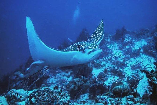 Costa Maya Two-Tank Dive For Certified Divers - Excellent Crew and Accommodations