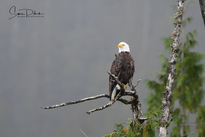 Cowichan Bay Half Day Whale & Wildlife Adventure - The Sum Up