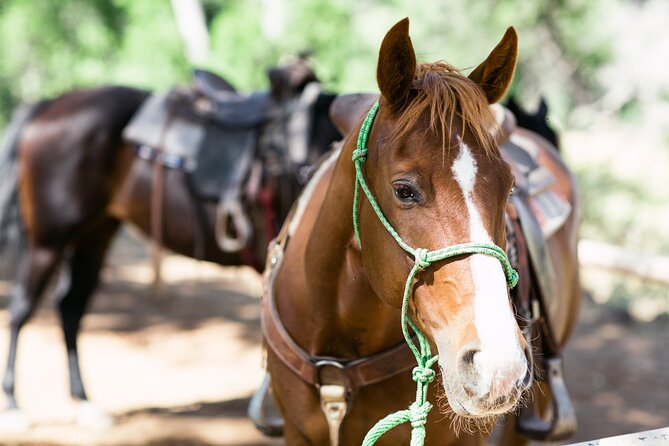 Cowpoke Ride: Horseback Adventure Through Sedonas Wine Country - Common Questions