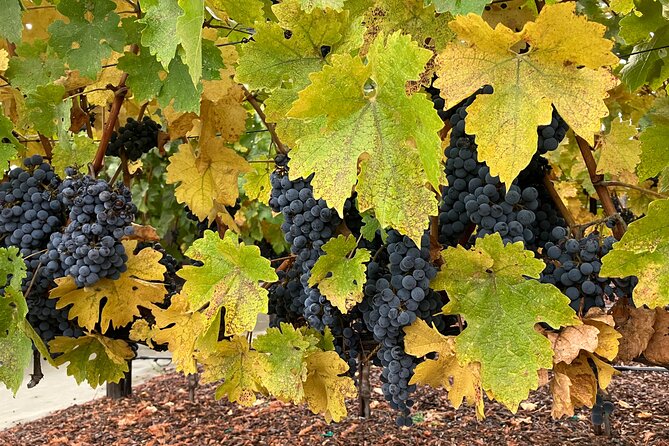 Custom Private Wine Tours Napa Valley-Sonoma for 2 to 5 People". - Directions