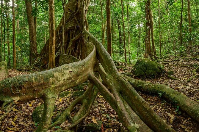 Daintree Rainforest, Mossman Gorge & Beach Day Tour W/Aboriginals - Relaxing Beach Day With Aboriginals
