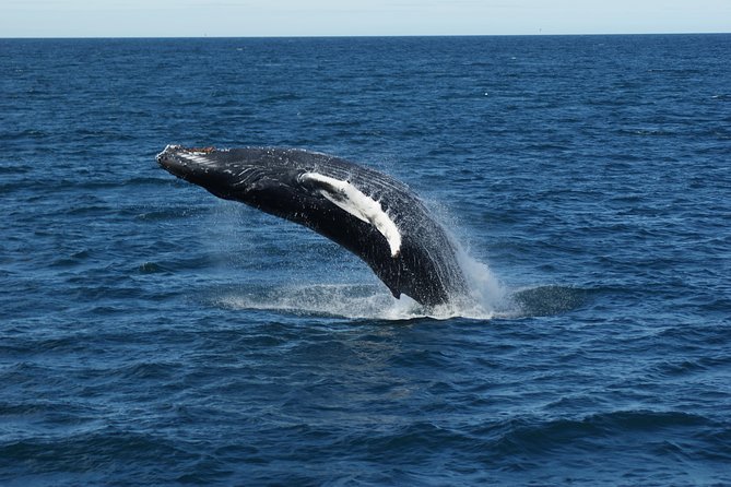Deluxe Whale Watching and Whales of Iceland Exhibition Combo From Reykjavik - Common Questions