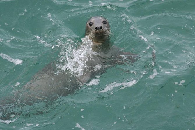 Dingle Boat Tours Wildlife RIB Adventure - The Sum Up